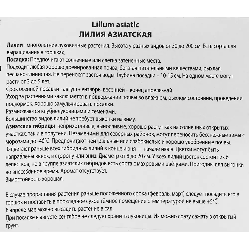 Лилия азиатская Айс Берри ПОИСК STLM-2081623 - Вид №2