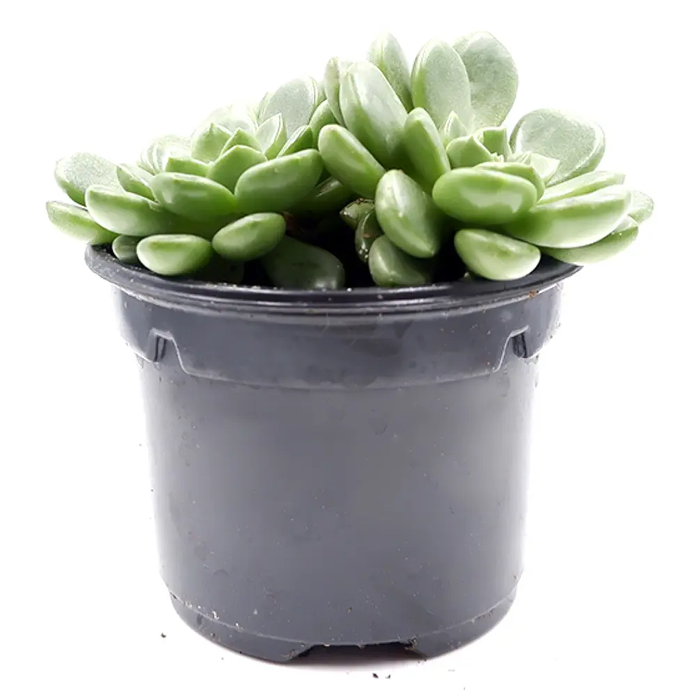 Граптоверия Микс - суккулент в горшке ø5.5 см 89437877 Santreyd STLM-1580437