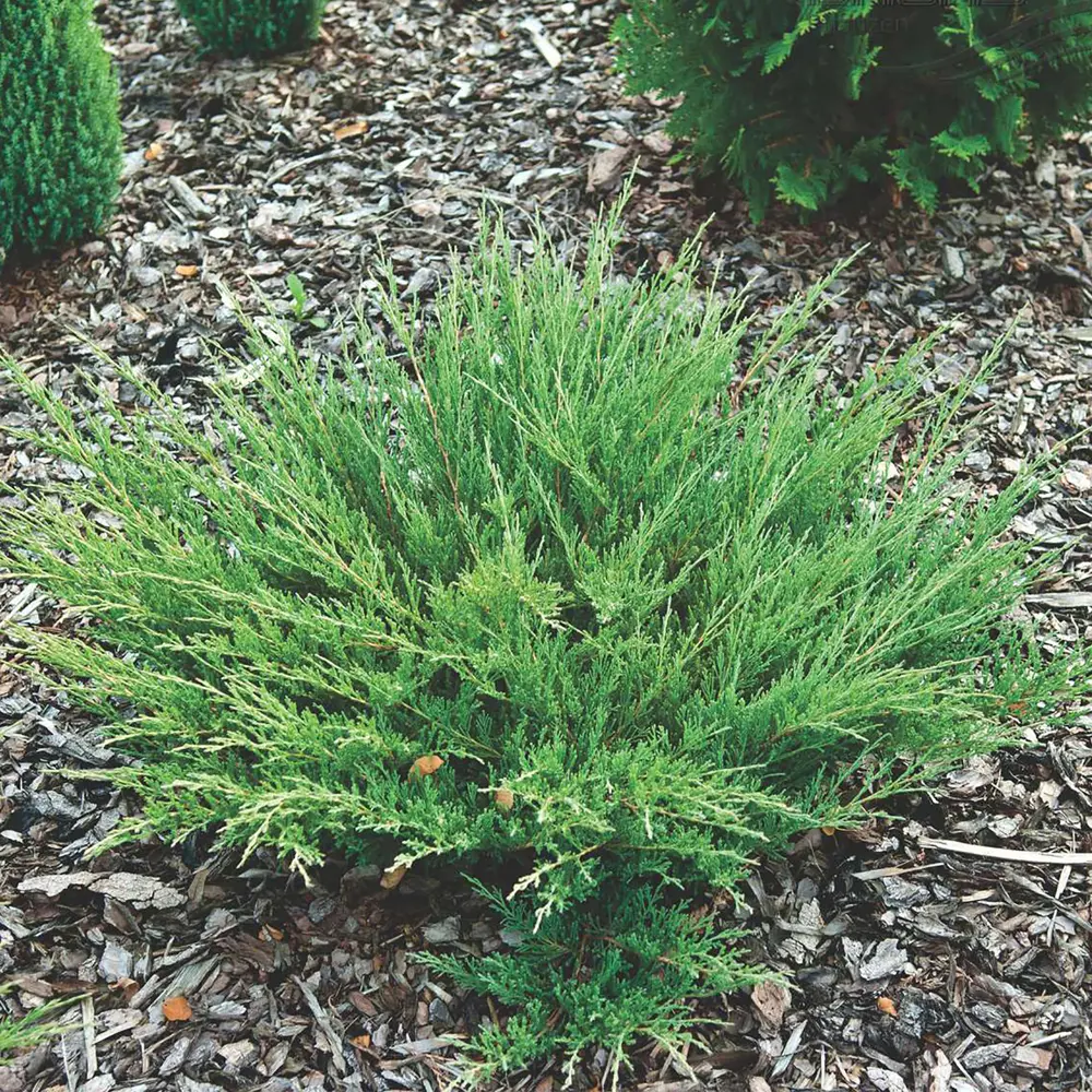 Можжевельник Андорра Компакт — стелющийся хвойный кустарник для сада 18470211 Santreyd STLM-1581533