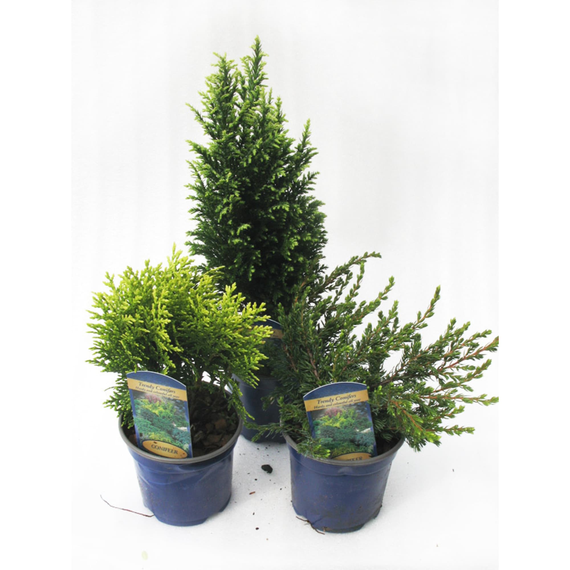 85195144 Можжевельник микс ø17 h30 см Santreyd 