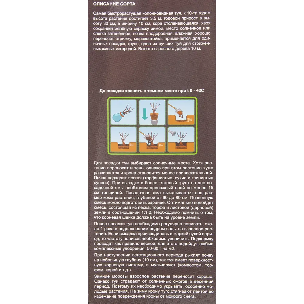 Туя западная Брабант в тубе BLOOMING LIFE STLM-2105133 - Вид №2