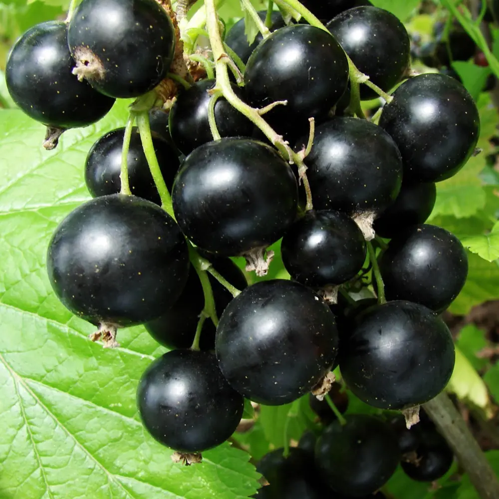 Смородина в ассортименте, в коробке Santreyd STLM-2194216