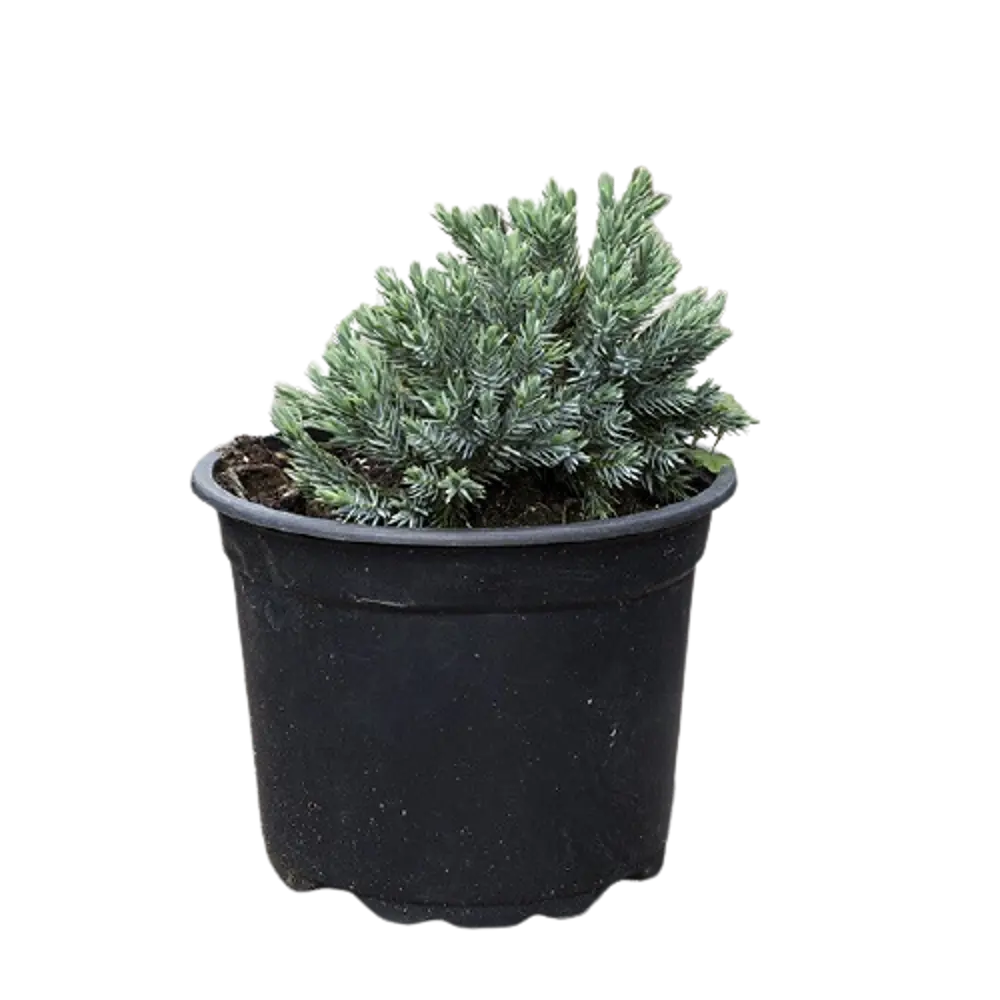 Можжевельник чешуйчатый Блю Стар ø22 h40 см 84834064 STLM-2097666 PLANTMARKET 