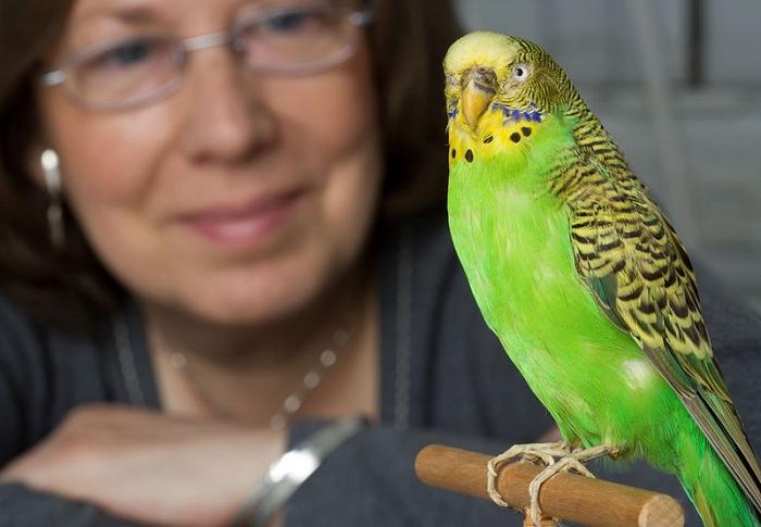 Как научить волнистого попугая говорить?