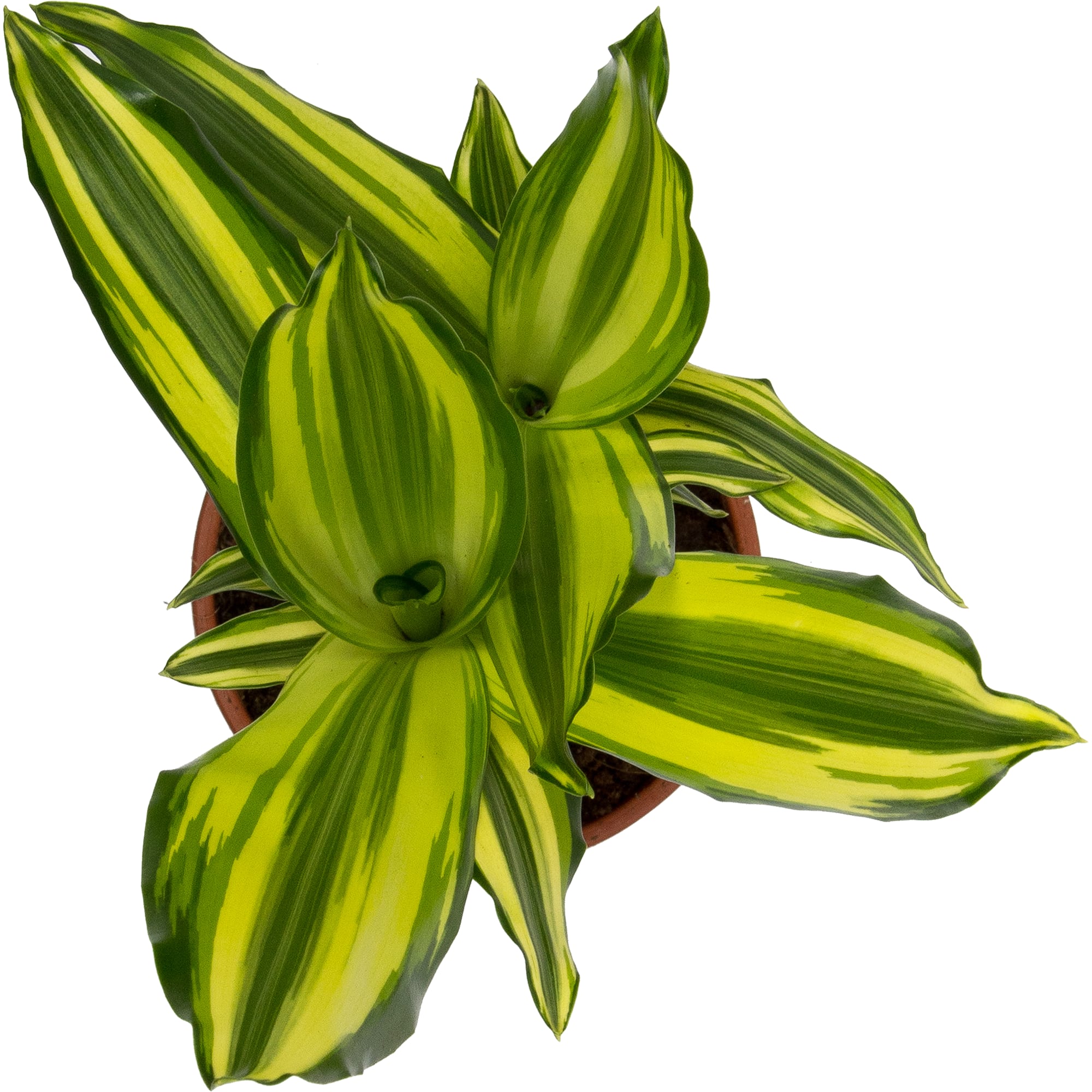 18785969 Плант микс 12х40 см Santreyd  - Вид №1