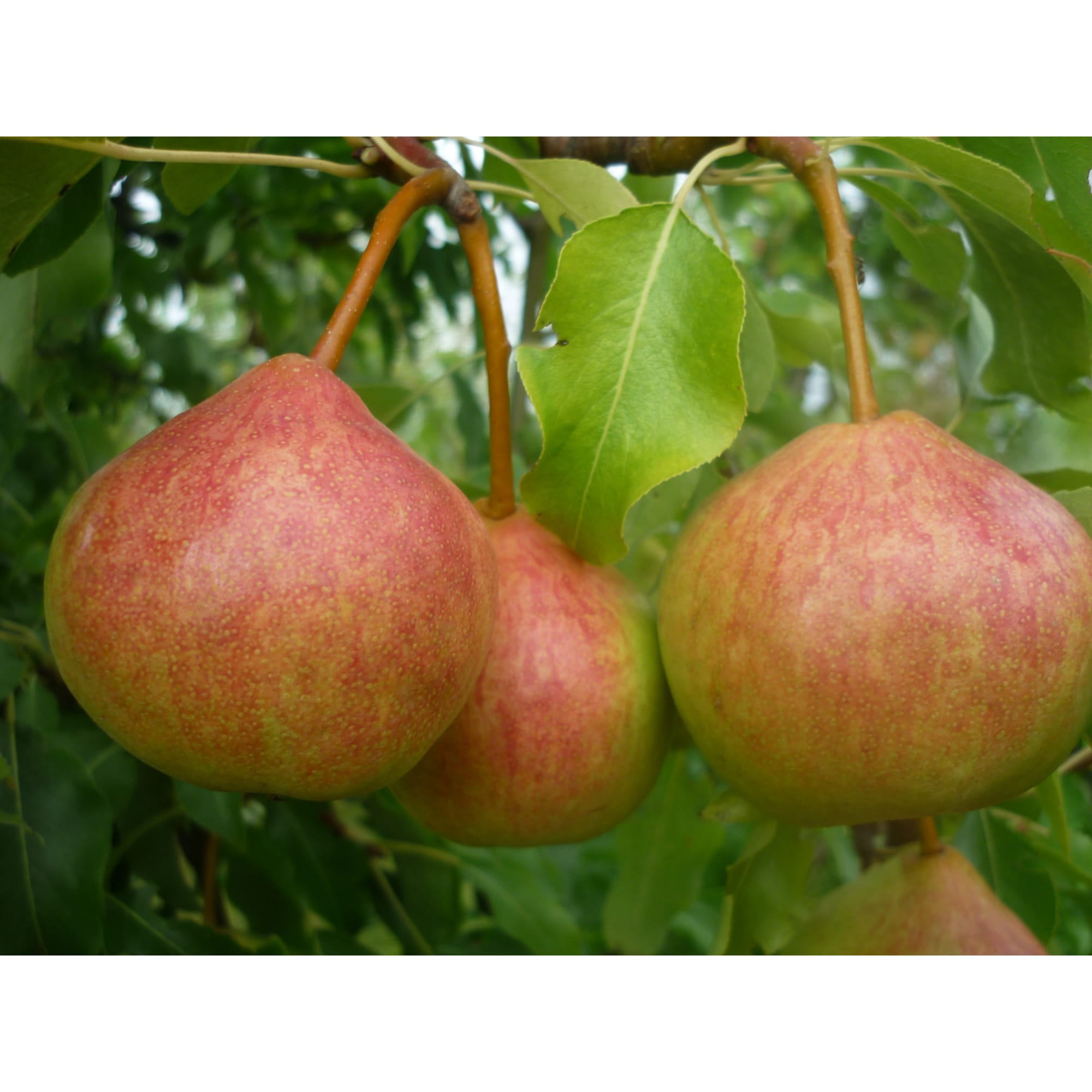 82596981 Груша «Памяти Яковлева» C4 высота 140 см Santreyd  - Вид №2