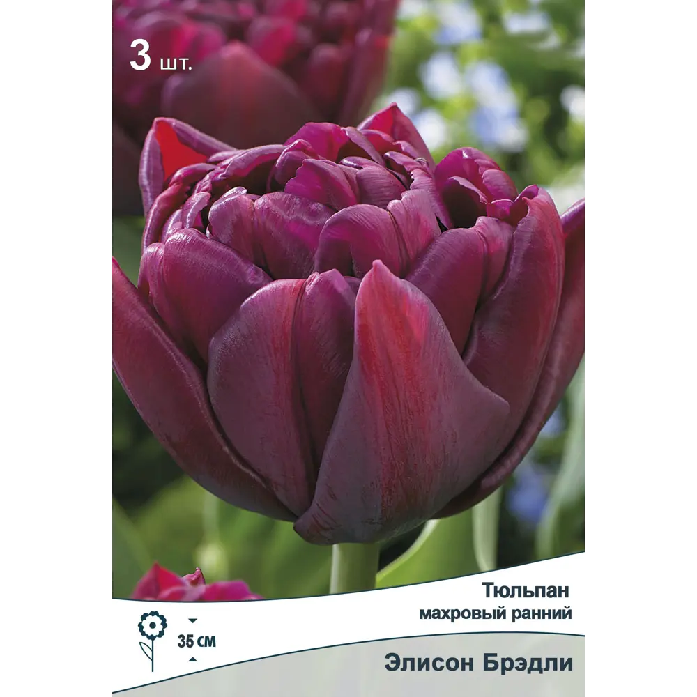 Тюльпан махровый Элисон Брэдли от ПОИСК - насыщенно-фиолетовые луковицы 89381363 STLM-1564319