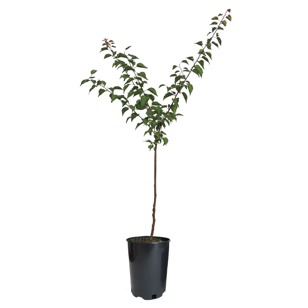Абрикос Триумф севера пакет 89465416 STLM-2163202 PLANTMARKET  - Вид №1