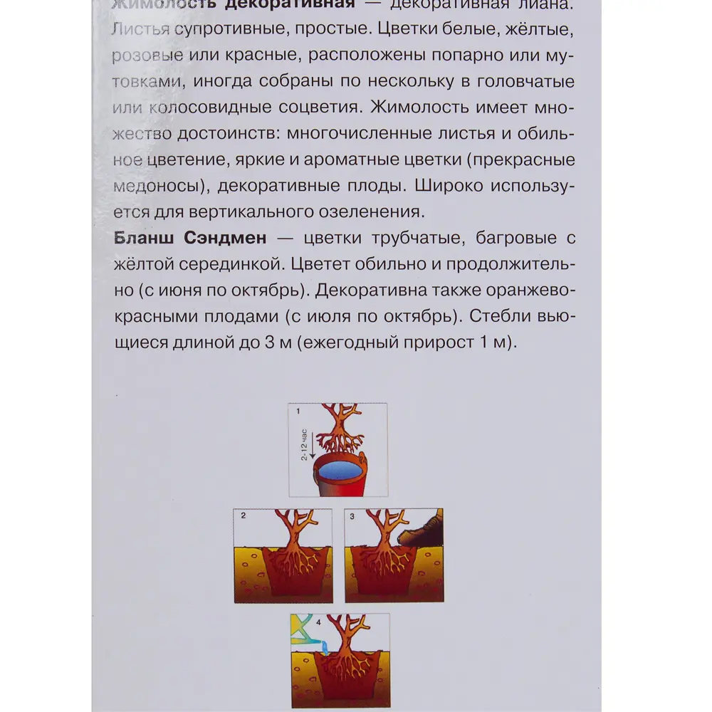 Жимолость Брауна «Бланш Сэндмэн» 81951297 STLM-2030351 Santreyd  - Вид №2