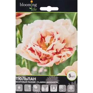 Тюльпан «Флеминг Маргарита» размер луковицы 12, 5 шт.