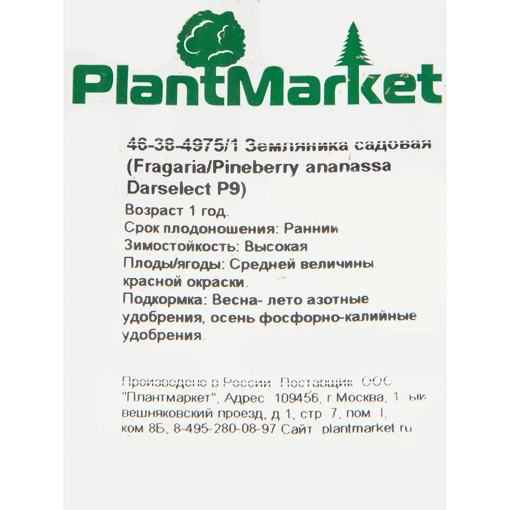Земляника садовая «Дарселект» 9x15 см PLANTMARKET STLM-2004119 - Вид №1