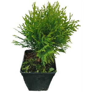 Туя западная Вудварди h30 см