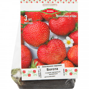 82528934 Земляника традиционная поздняя 3 шт.