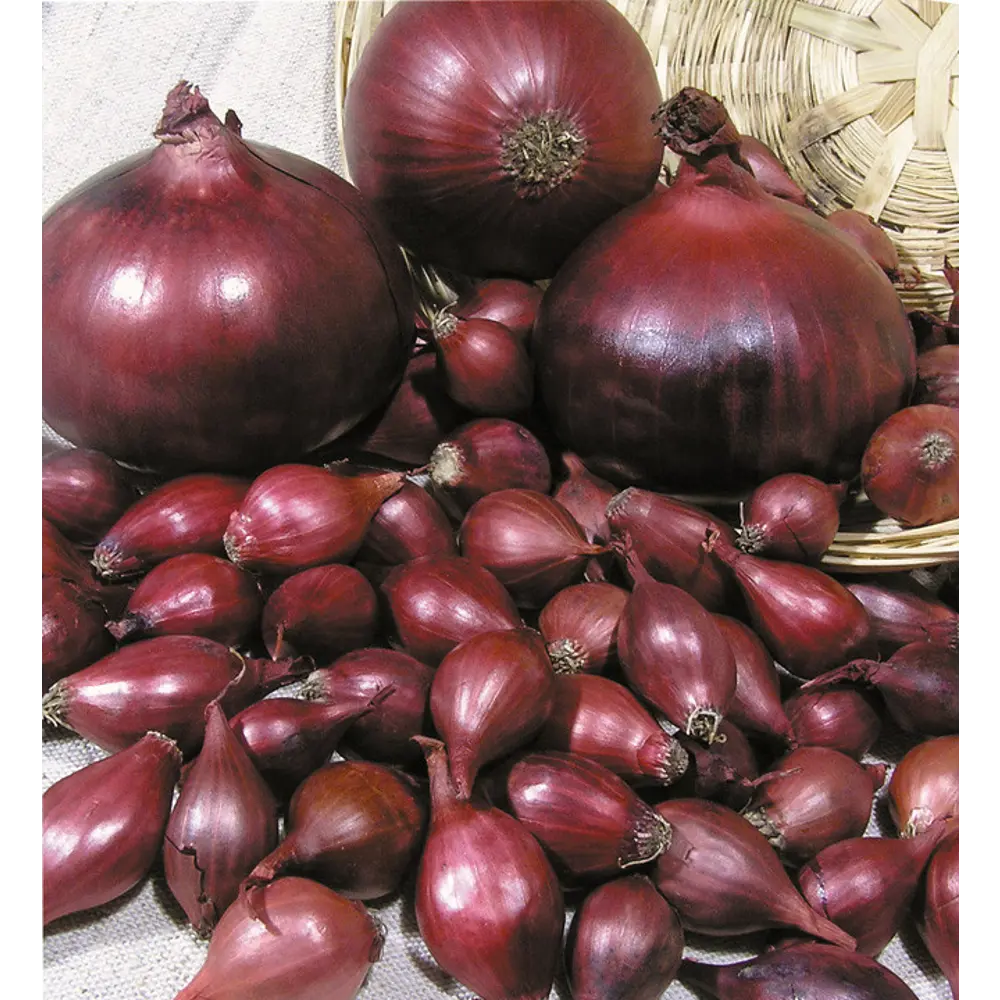 Лук-севок Ред Барон 10/21 0.5кг Santreyd STLM-2070571