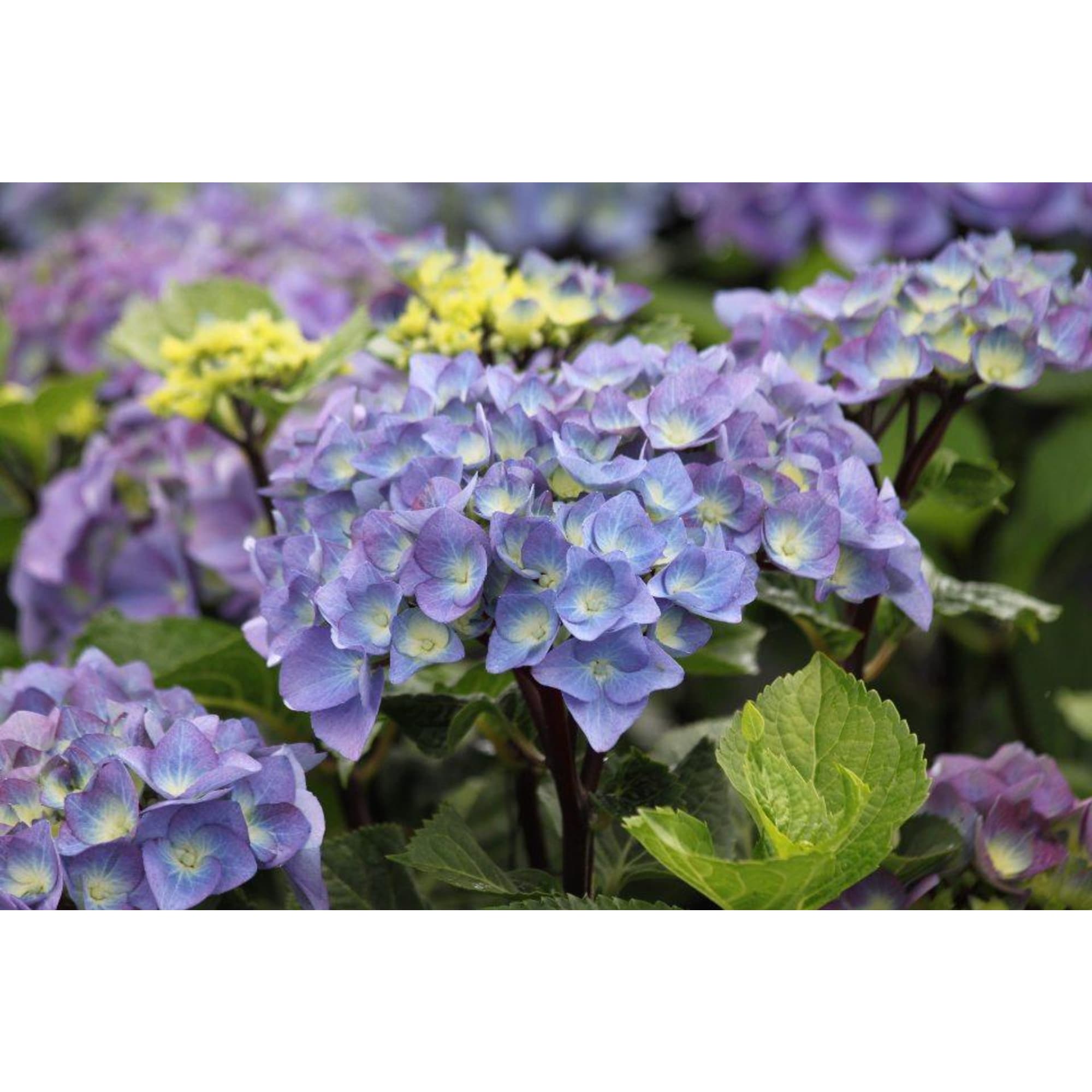 86726614 Гортензия Блек стил блю ø23 h30 - 40 см Santreyd 