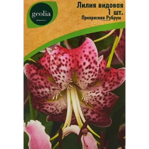 Лилия Geolia видовая Прекрасная Рубрум