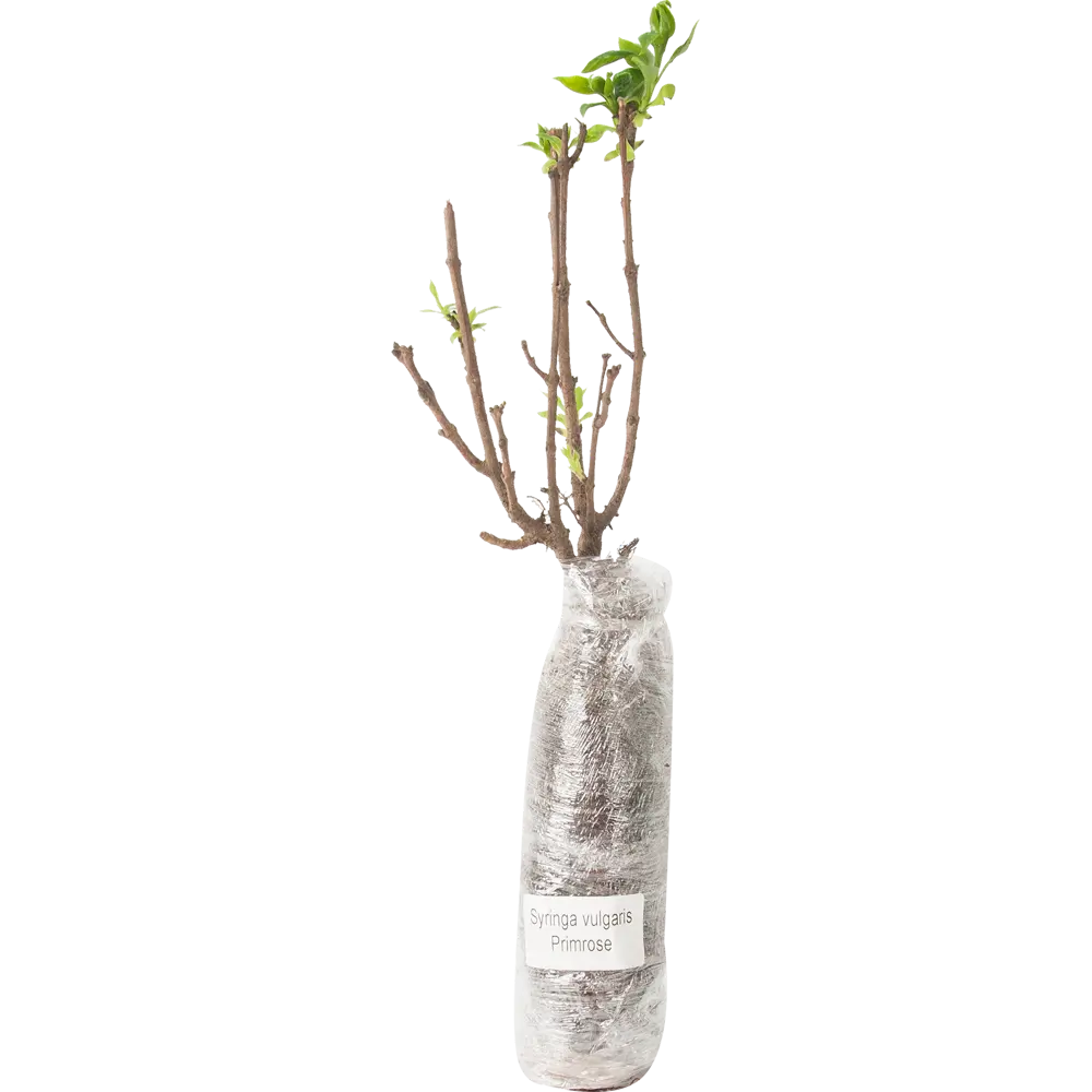 Сирень обыкновенная Примроуз в тубе BLOOMING LIFE STLM-2104201 - Вид №1