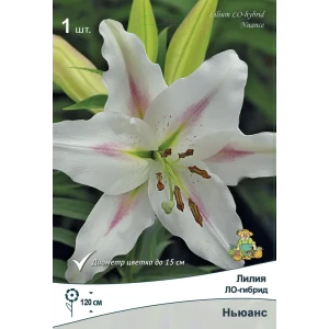 Лилия Ло-гибрид Ньюанс 14/16 89381267 STLM-2175034