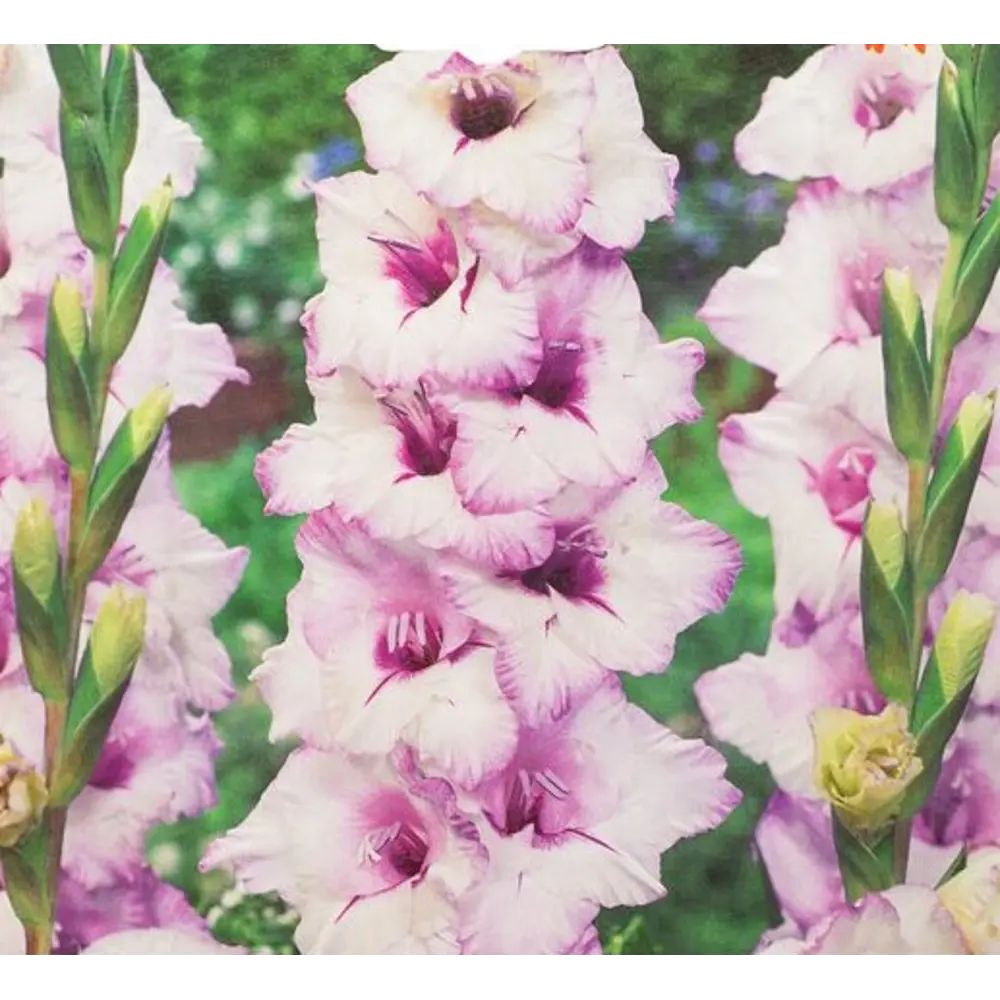 Гладиолус крупноцветковый Робибор 7 шт BLOOMING LIFE STLM-2166150