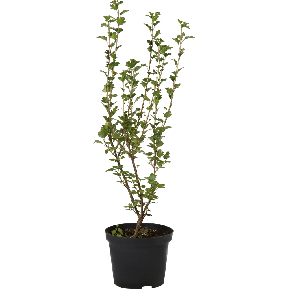 Смородина альпийская C3 40-60 см PLANTMARKET STLM-2043937