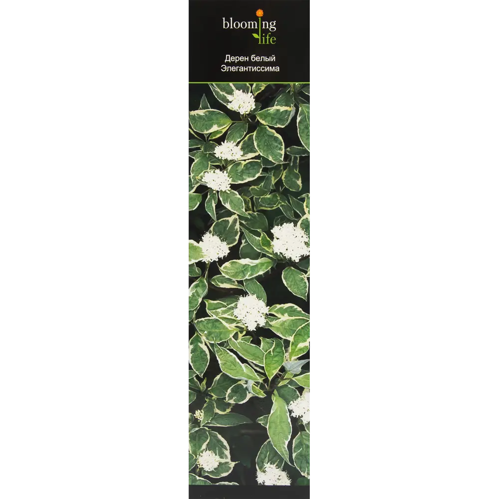 Дерен белый Элегантиссима в тубе BLOOMING LIFE STLM-2049395