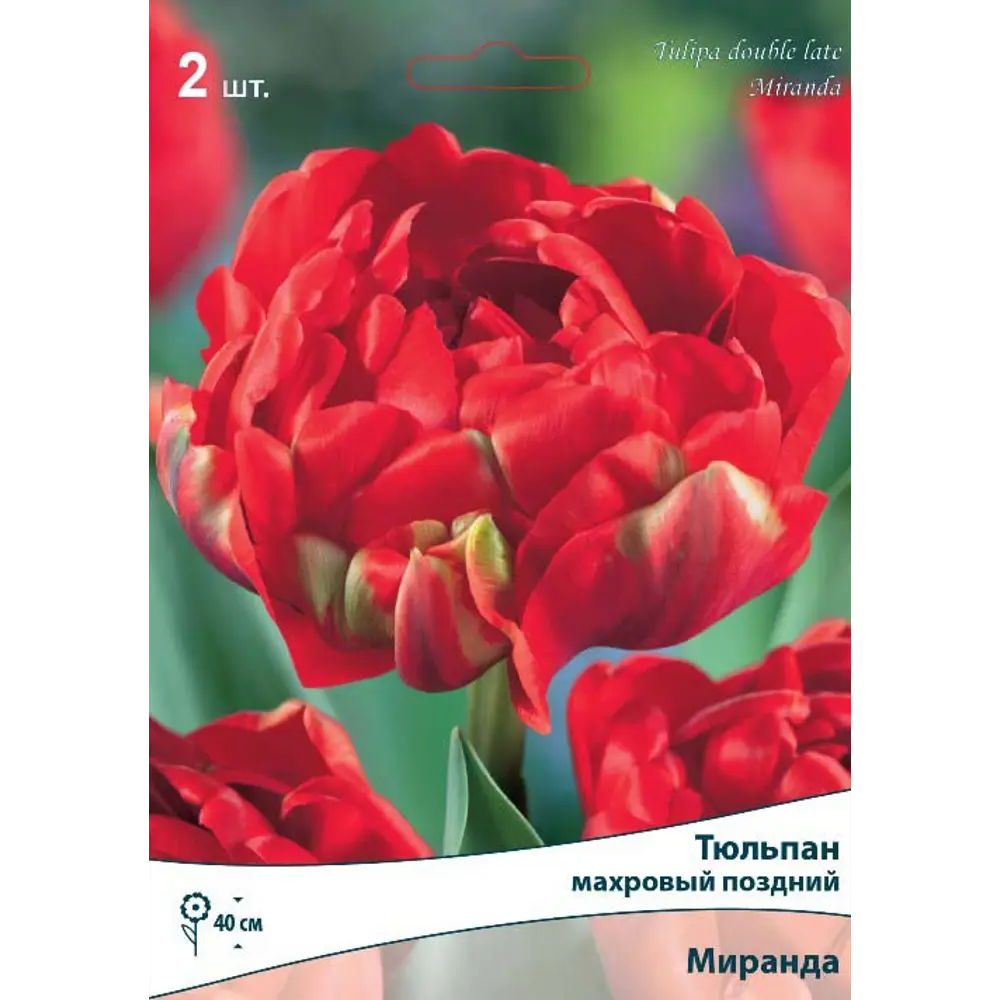 Тюльпан махровый поздний «Миранда» размер луковицы 10/11, 2 шт. 82663363 STLM-2134587 Santreyd 
