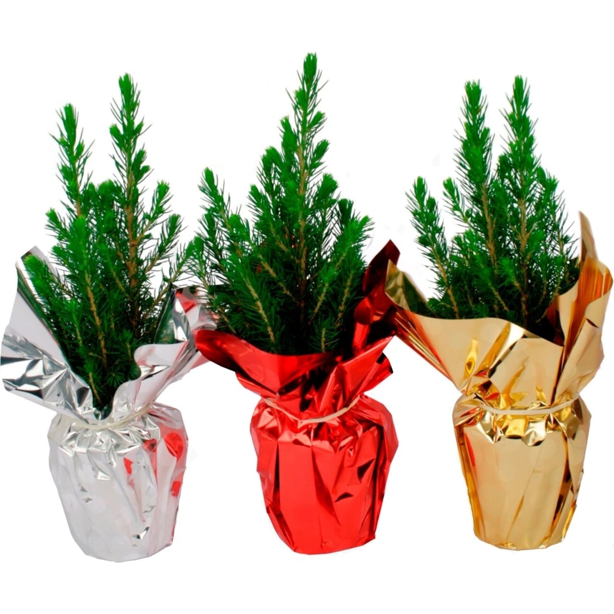 83210639 Ель Коника 9x27-33 см, праздничная упаковка Santreyd 