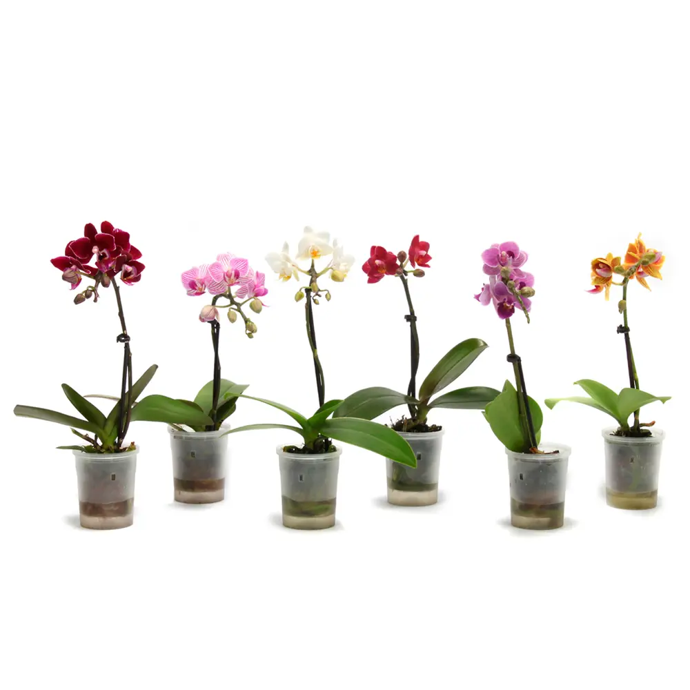 Фаленопсис Мини микс - комнатное декоративно-лиственное растение 89434914 Santreyd STLM-1580188