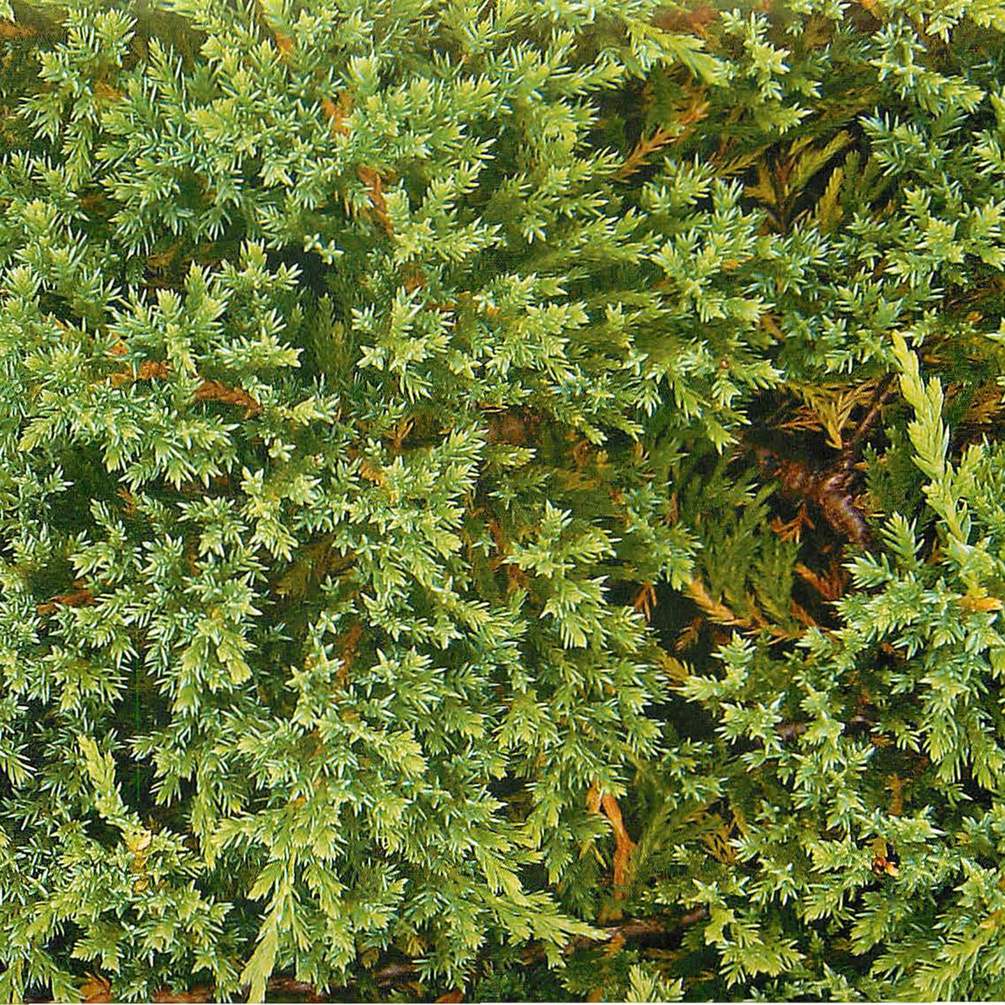 18383003 Можжевельник горизонтальный «Принц Оф Уэльс», 17х25-30 см Santreyd  - Вид №1