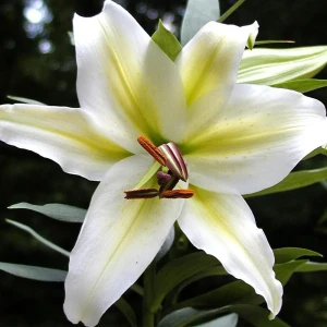 Лилия «Pompei», 14х16 см