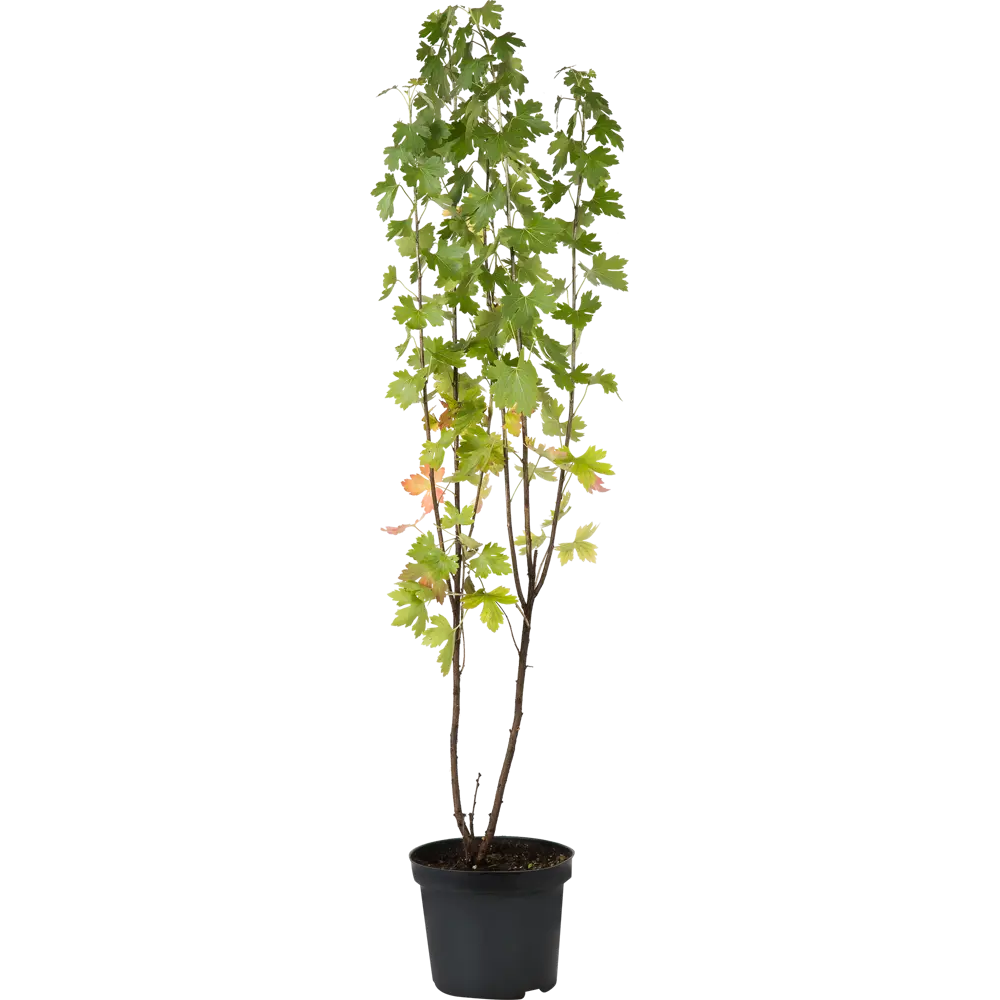 Смородина золотистая C3 40-60 см PLANTMARKET STLM-2079724