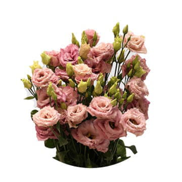 Лизиантус ду алисса пинк 70 см Santreyd 24151