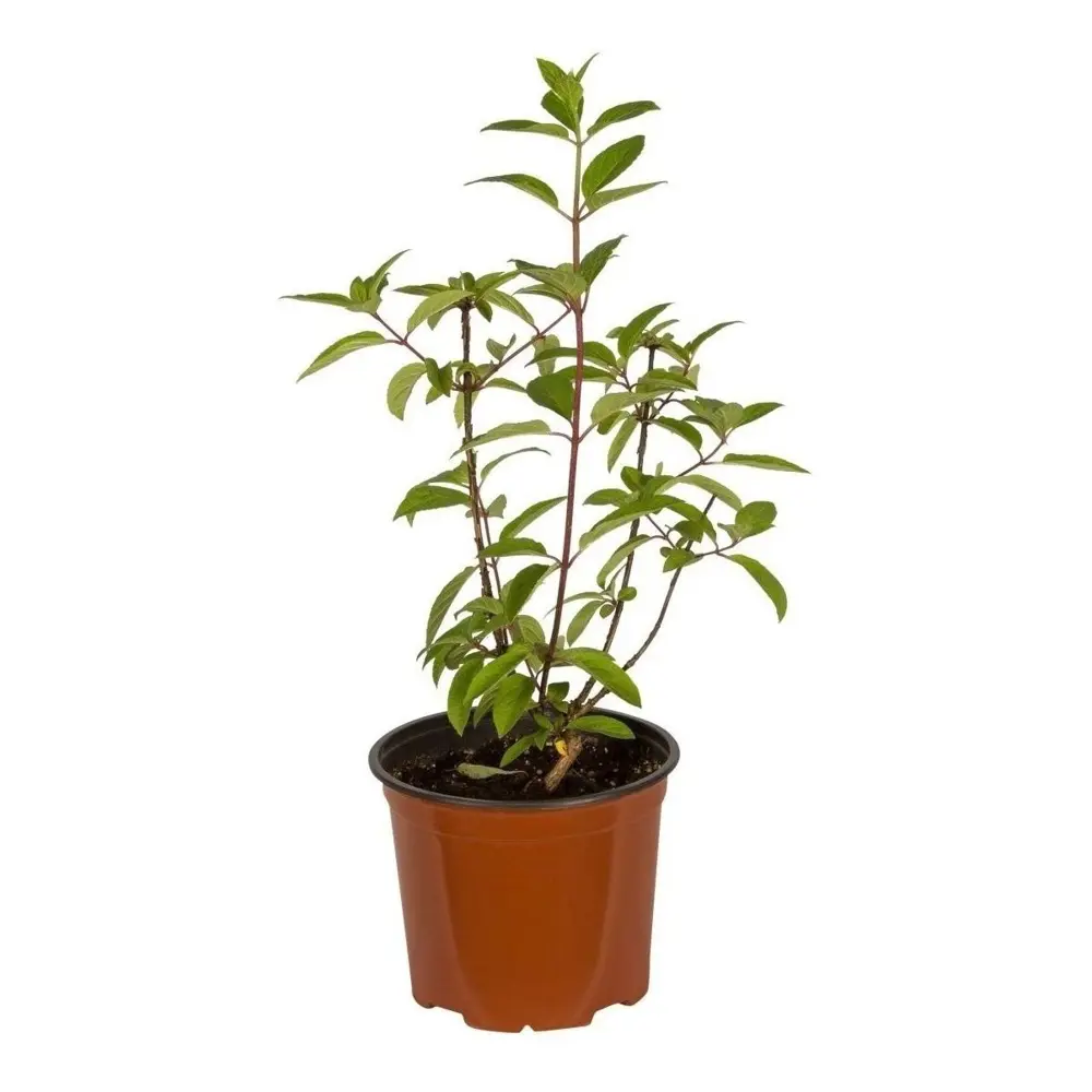 Гортензия метельчатая Бомбшелл ø19 h30 см 89432299 STLM-2195135 PLANTMARKET  - Вид №1