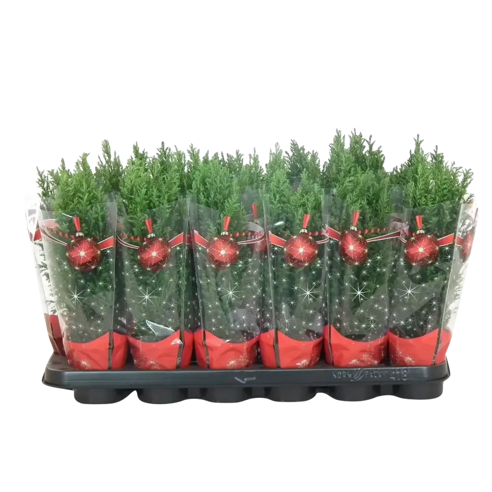 Кипарисовик Лавсона ø9 h33-36 см Santreyd STLM-2012430 - Вид №1