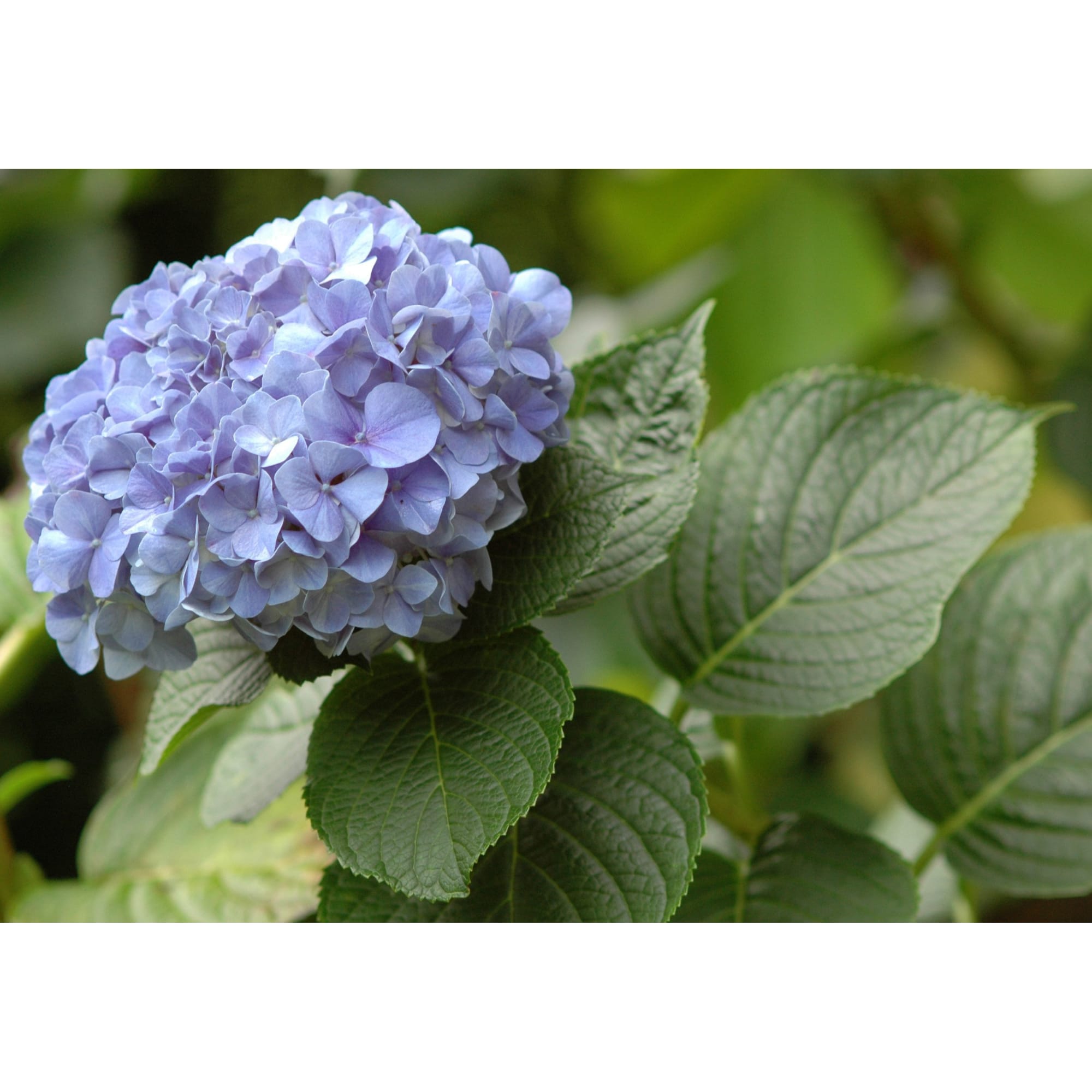 82594843 Гортензия крупнолистная 15x20 см Santreyd  - Вид №2