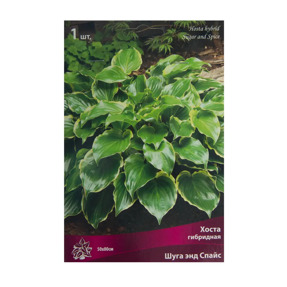 Хоста гибридная «Шуга энд Спайс» Santreyd STLM-2068596