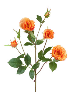 30.0613111OR Роза Вайлд ветвь персиково-оранжевая Цветочная коллекция