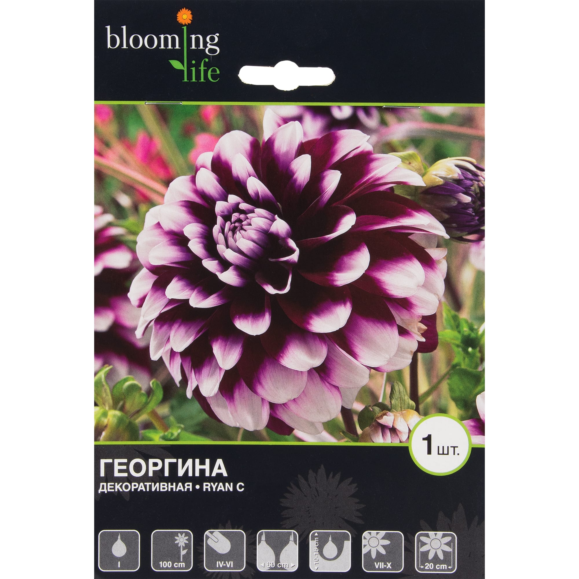 81945855 Георгина декоративная «Риан С» Santreyd 