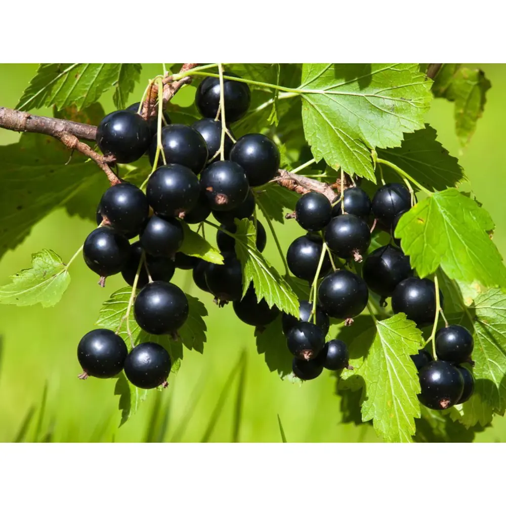 Смородина черная Зеленая дымка PLANTMARKET STLM-2016767