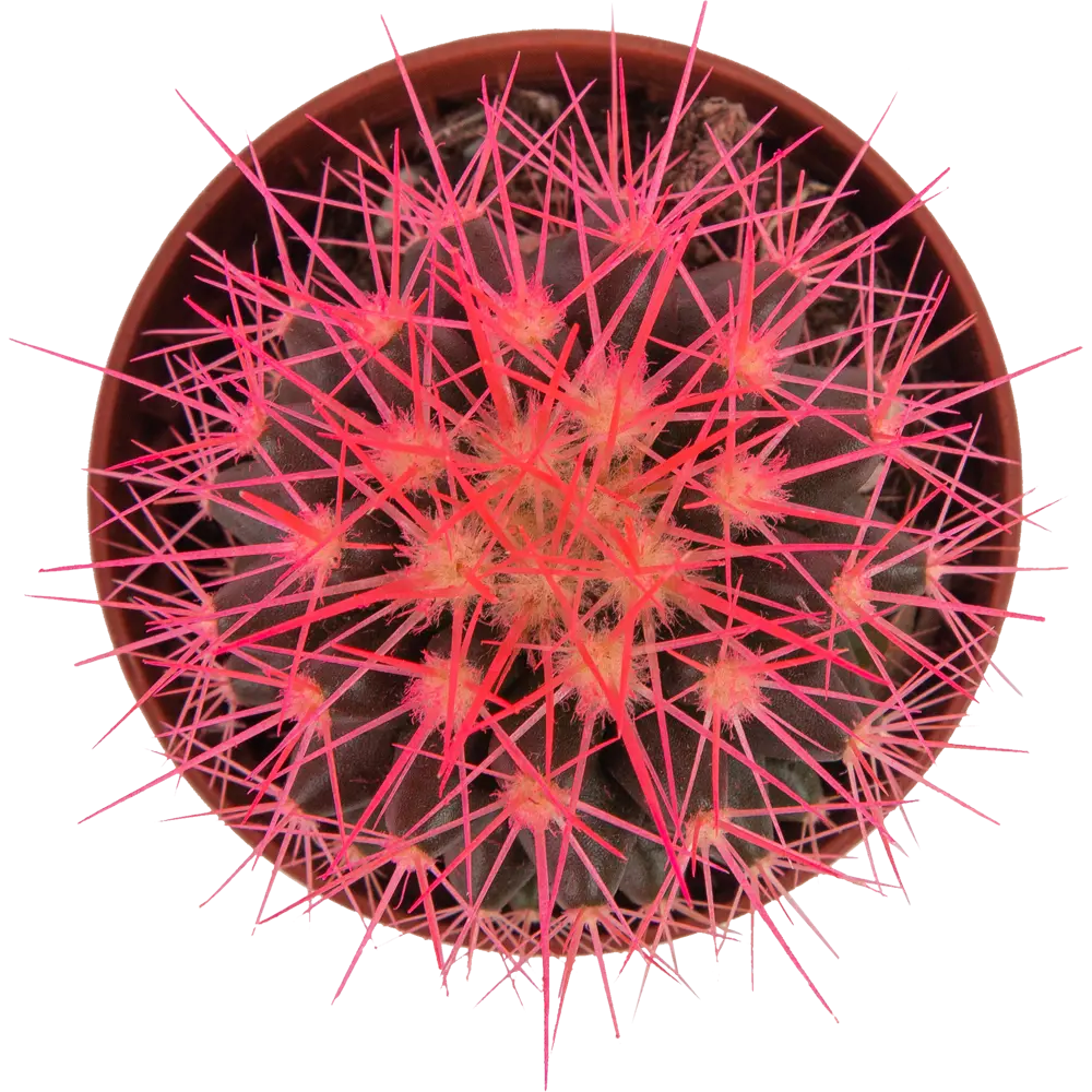 Santreyd Кактус Грузони — шаровидный суккулент для интерьера 82877372 STLM-1347974 - Вид №2