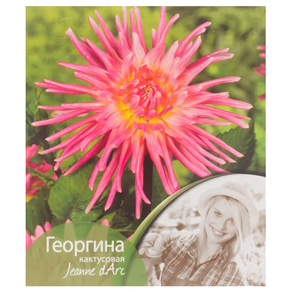 Георгина кактусовая «Жанна Д`Арк» 81945842 STLM-2135058 Santreyd 