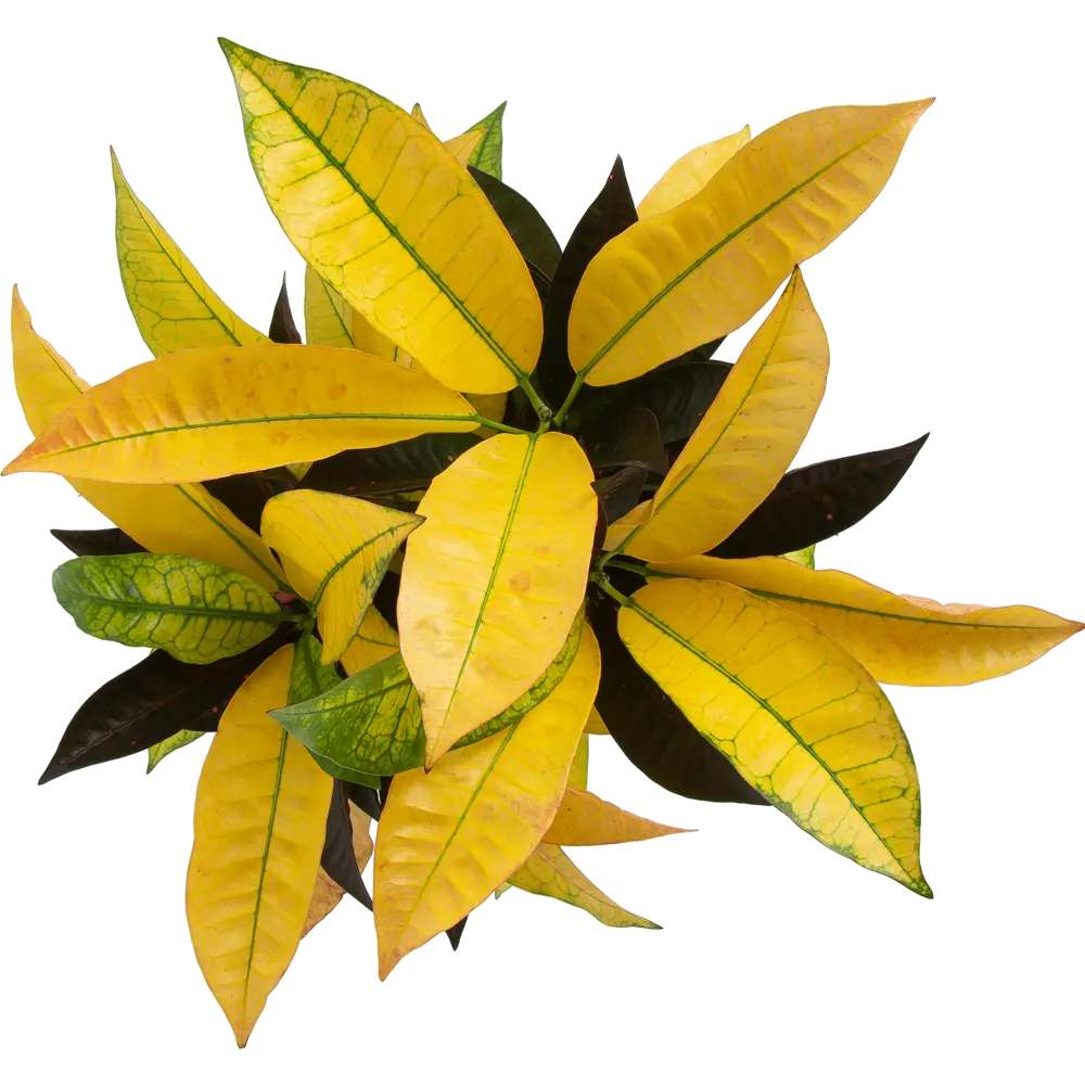 Santreyd Кодиеум Миссис Айстон - живая картина в интерьере 82578934 STLM-0030490 - Вид №1