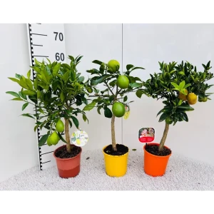 Цитрус Цитрина микс ø15 h55 см