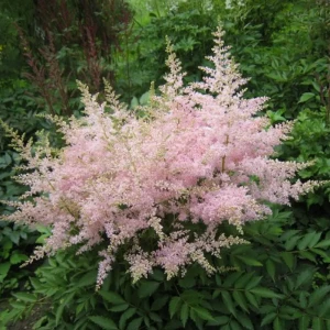 Астильба Арендса Нью Вейв - многолетнее корневище с разноцветными соцветиями 89433489