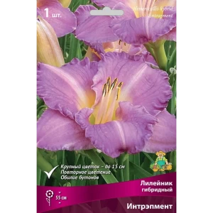 Лилейник Интрэпмент - пурпурно-сиреневый многолетник с гофрированными цветами 83597562