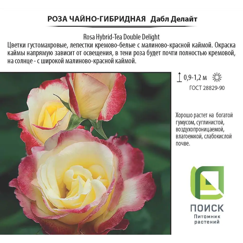 Santreyd Чайно-гибридная роза «Дабл Делайт» с двухцветными бутонами 18475055 STLM-0010934 - Вид №2