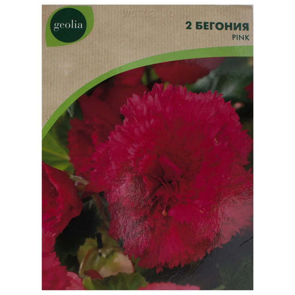 Бегония Geolia «fimbriata Pink», 4х5 см STLM-2153291