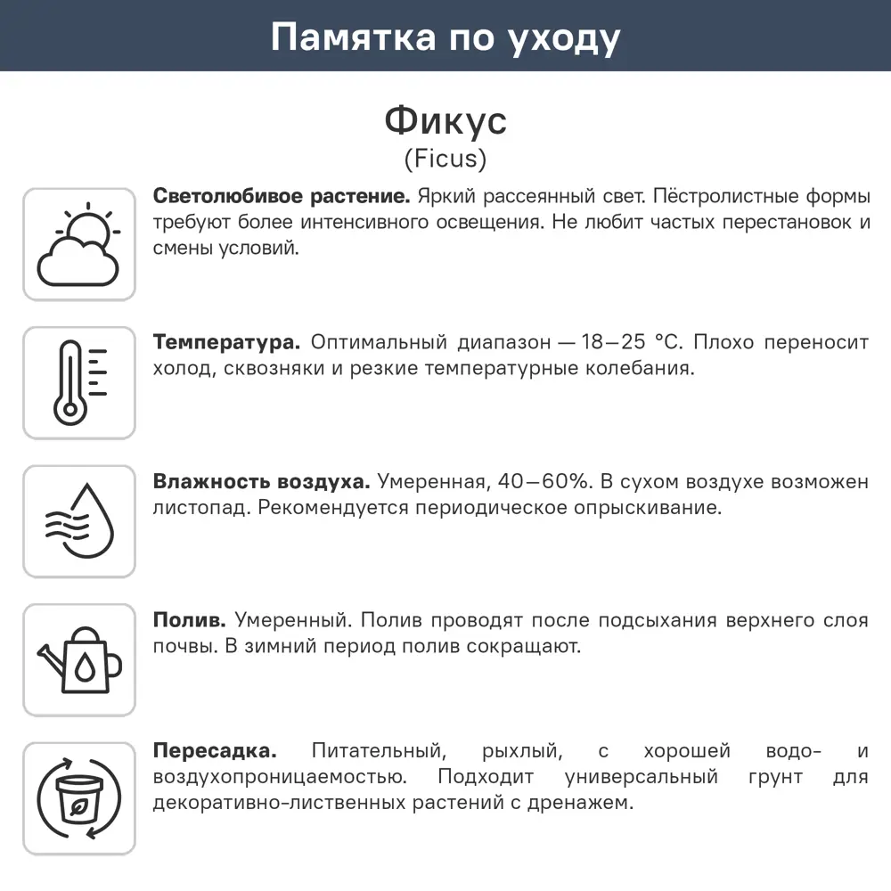 Фикус Руби ø10.5 h20 см 89395147 STLM-2202989 ГОРКУНОВ  - Вид №2