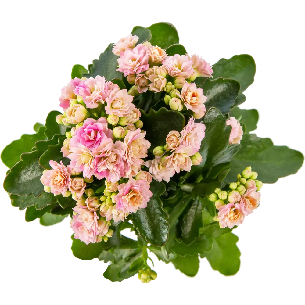 Каланxое xеппинес микс 12x25 см 82406656 STLM-2071099 Santreyd  - Вид №1