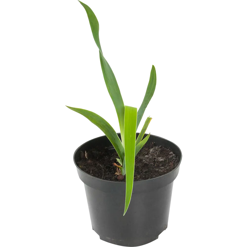 Ирис германский «Оранж Шариот» 15x75 см PLANTMARKET STLM-2073336